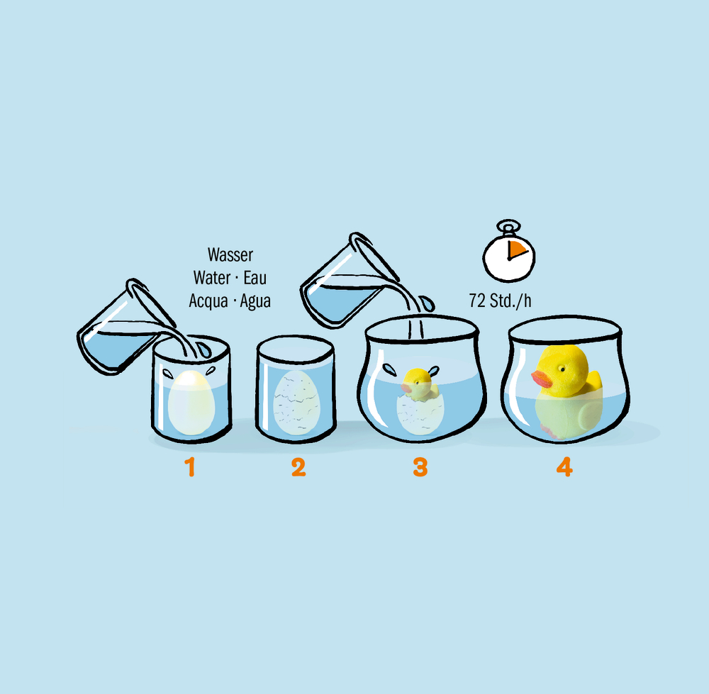 Vier Gläser mit einem Spielzeug-Ei im Wasser, nach 72 Stunden ist ein gelbes Gummienten-Küken zu sehen.