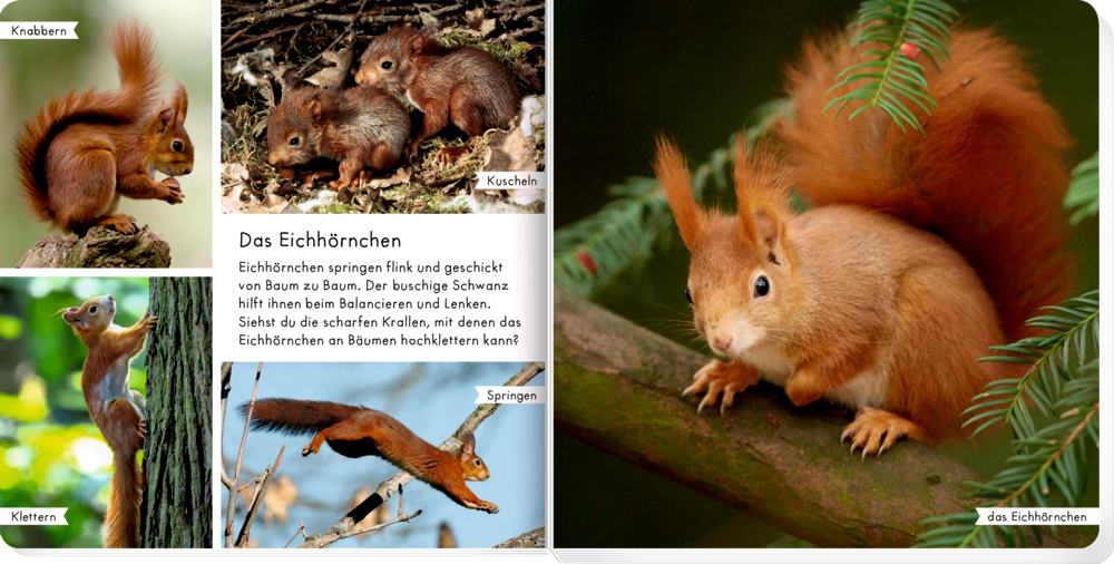 Collage von Eichhörnchen, die auf Bäumen klettern, springen, fressen und ruhen, mit  Text über Eichhörnchen auf einer Doppelseite.