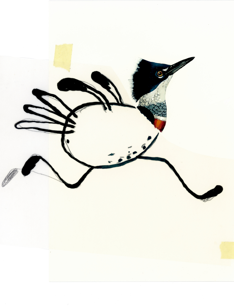 Komische Vögel Komische Vögel