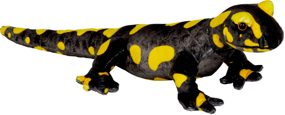 Feuersalamander - Nature Zoom Wild