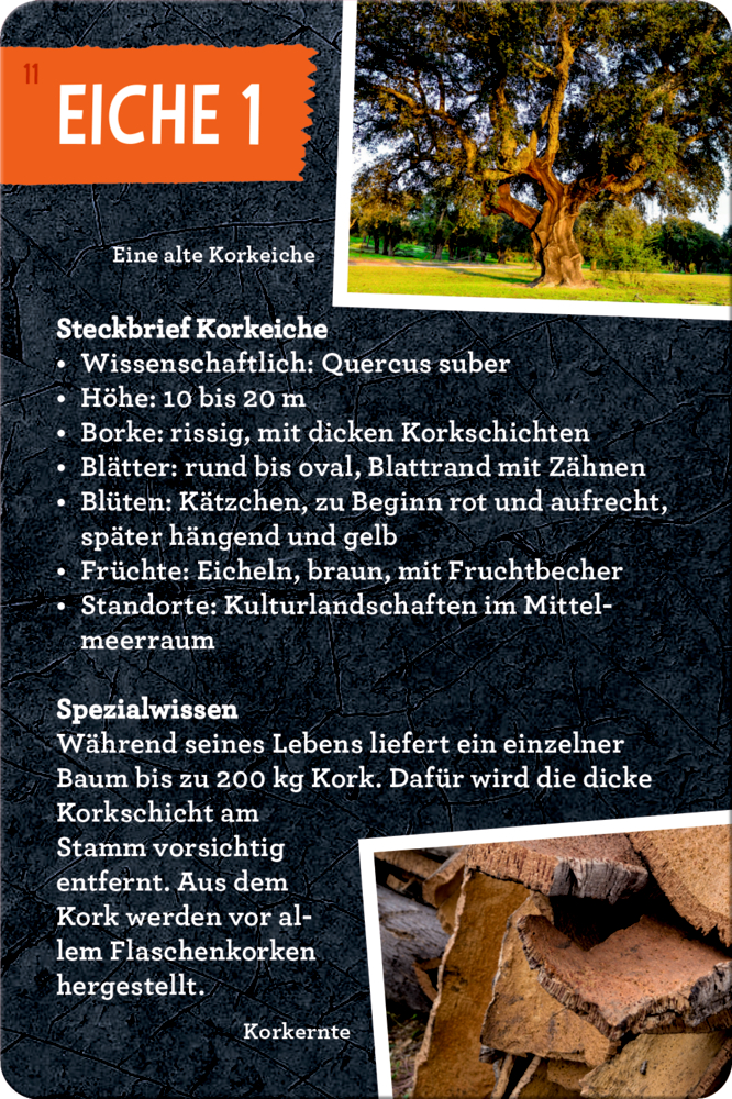 Infokarte mit einer Korkeiche mit Steckbrief, Spezialwissen, Baumfotos und Bilder der Korkernte.