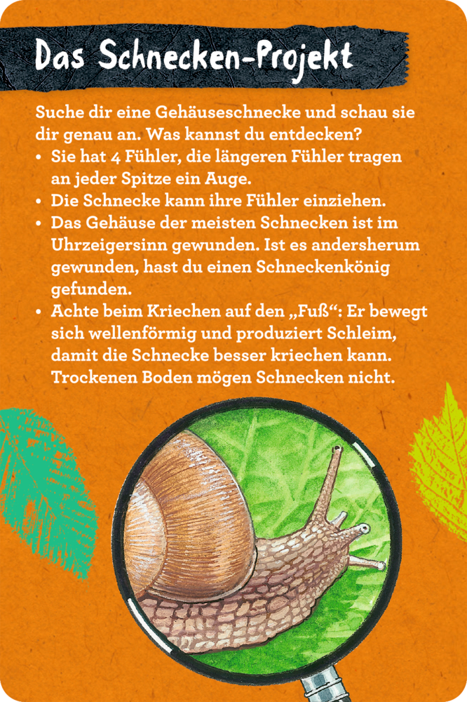 Eine Gehäuseschnecke unter einer Lupe mit Text auf einer Info-Karte, zu einem Schneckenprojekt auf orangem Hintergrund.