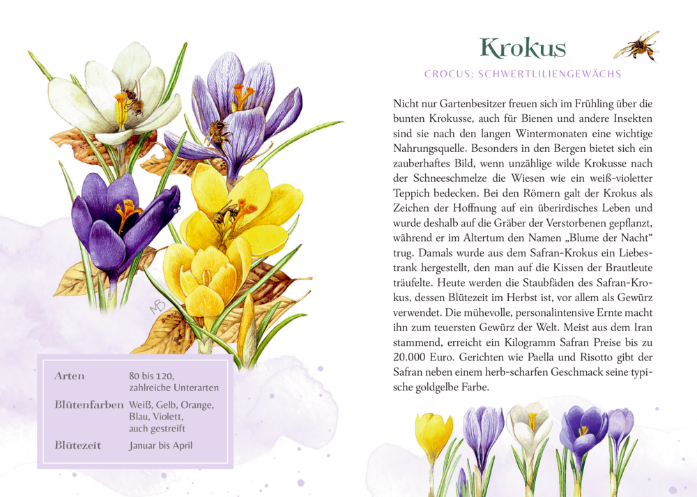 Aquarellierte Krokusblüten in gelb, weiß und violett mit  Pflanzenbeschreibung auf der rechten Seite.