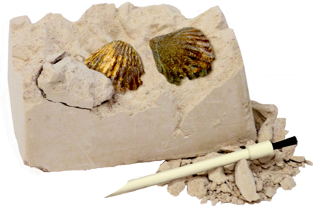 Mini-Ausgrabungsset Fossilien - T-Rex World