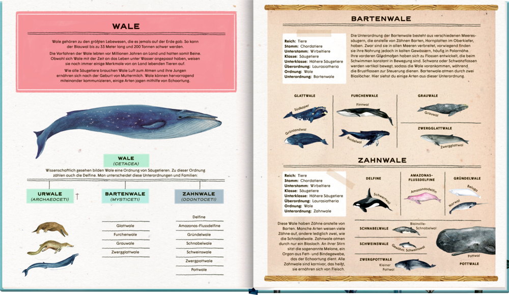 Die geheime Welt der Wale - Ein Sachbilderbuch