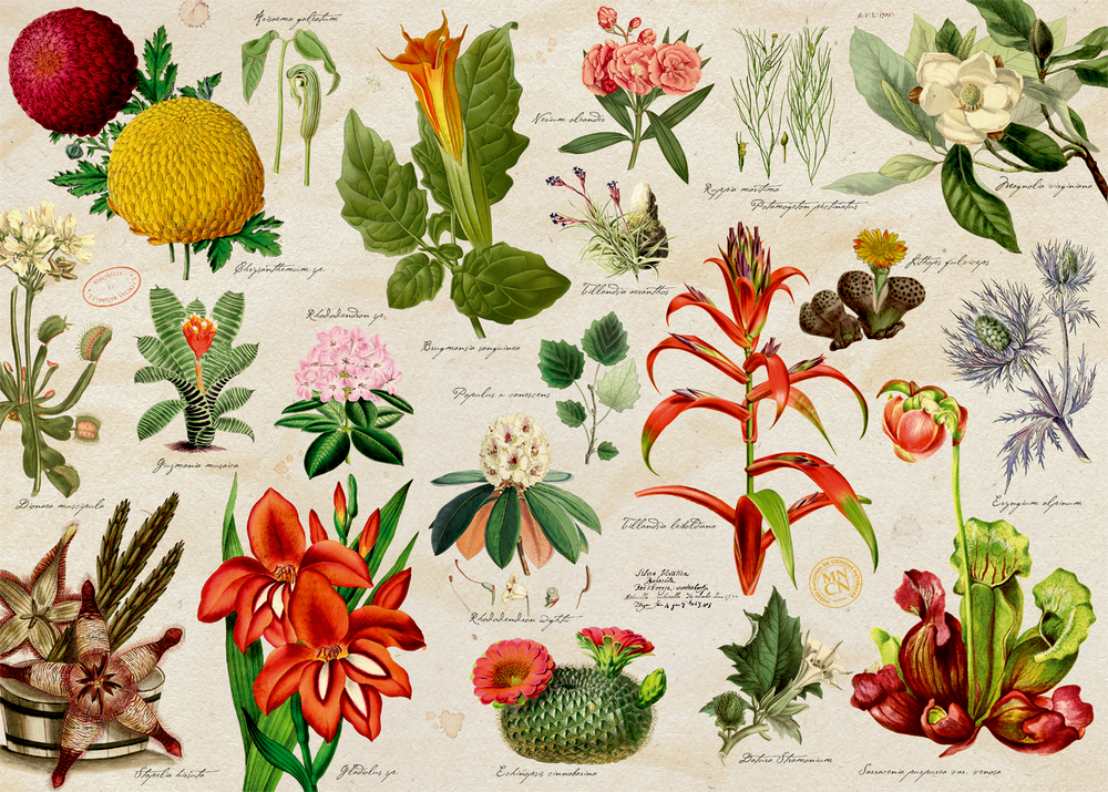 Puzzle Illustrierte Pflanzenwelt (1000 Teile)