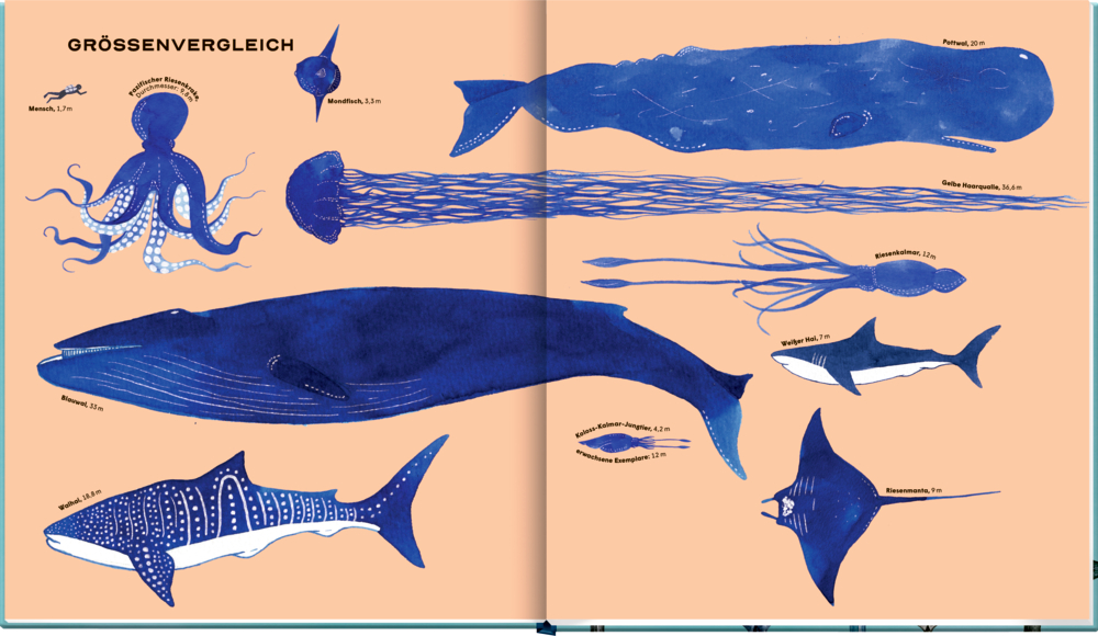 Die geheime Welt der Wale - Ein Sachbilderbuch