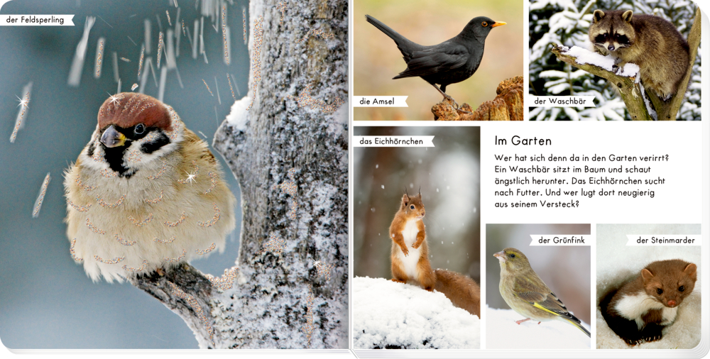 Fotos mehrerer Tiere im Winter: Feldsperling auf verschneitem Ast, Amsel, Waschbär, Eichhörnchen, Grünfink und Steinmarder.