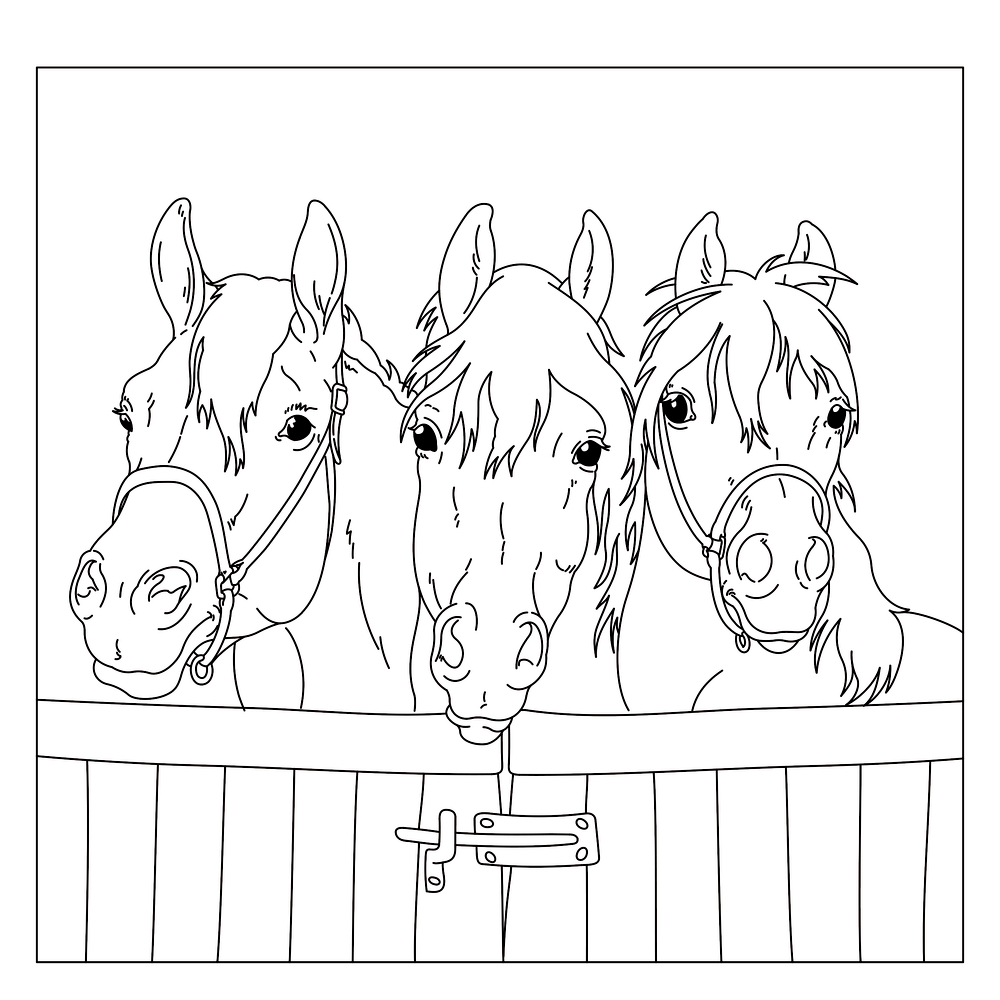 Drei Ausmalpferde mit Halftern blicken über ein hölzernes Stalltor.