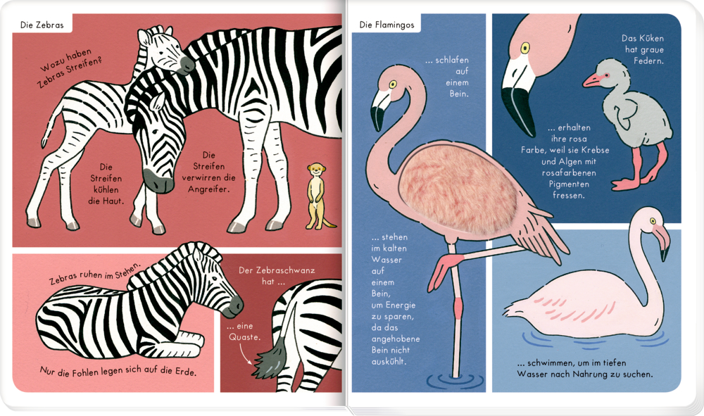 Kinderbuchseiten mit illustrierten Zebras und Flamingos, beschrifteten Körperteilen und Sprechblasen.