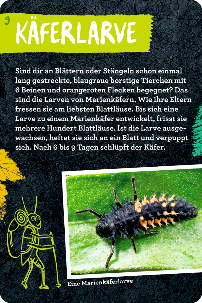 Eine schwarze Käferlarve mit orangen Flecken krabbelt über ein grünes Blattauf einer Info-Karte.