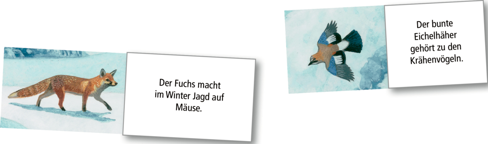 Gemalte Bilder von Fuchs und Eichelhäher mit kurzen Infotexten zu beiden Tieren.