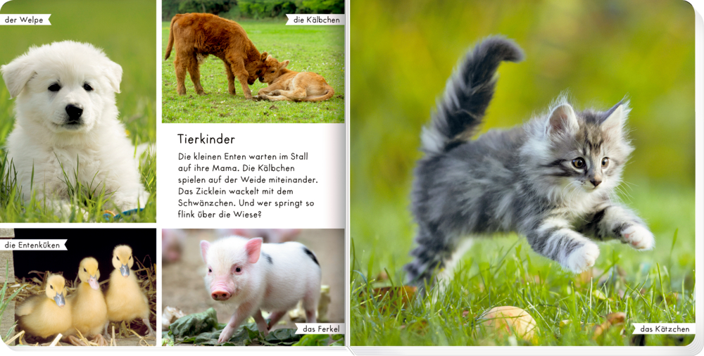 Ein Welpe, ein Ferkel, Entenküken, ein Kalb und ein Kätzchen auf der Wiese in einem  Tierbuch für Kinder mit Text.