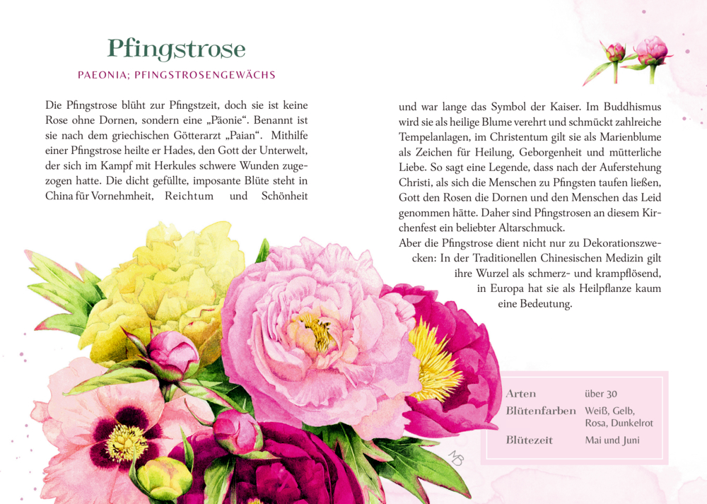 Rosa, gelbe und weiße Pfingstrosen, illustriert mit Text über ihre Bedeutung und einzigartigen Eigenschaften.