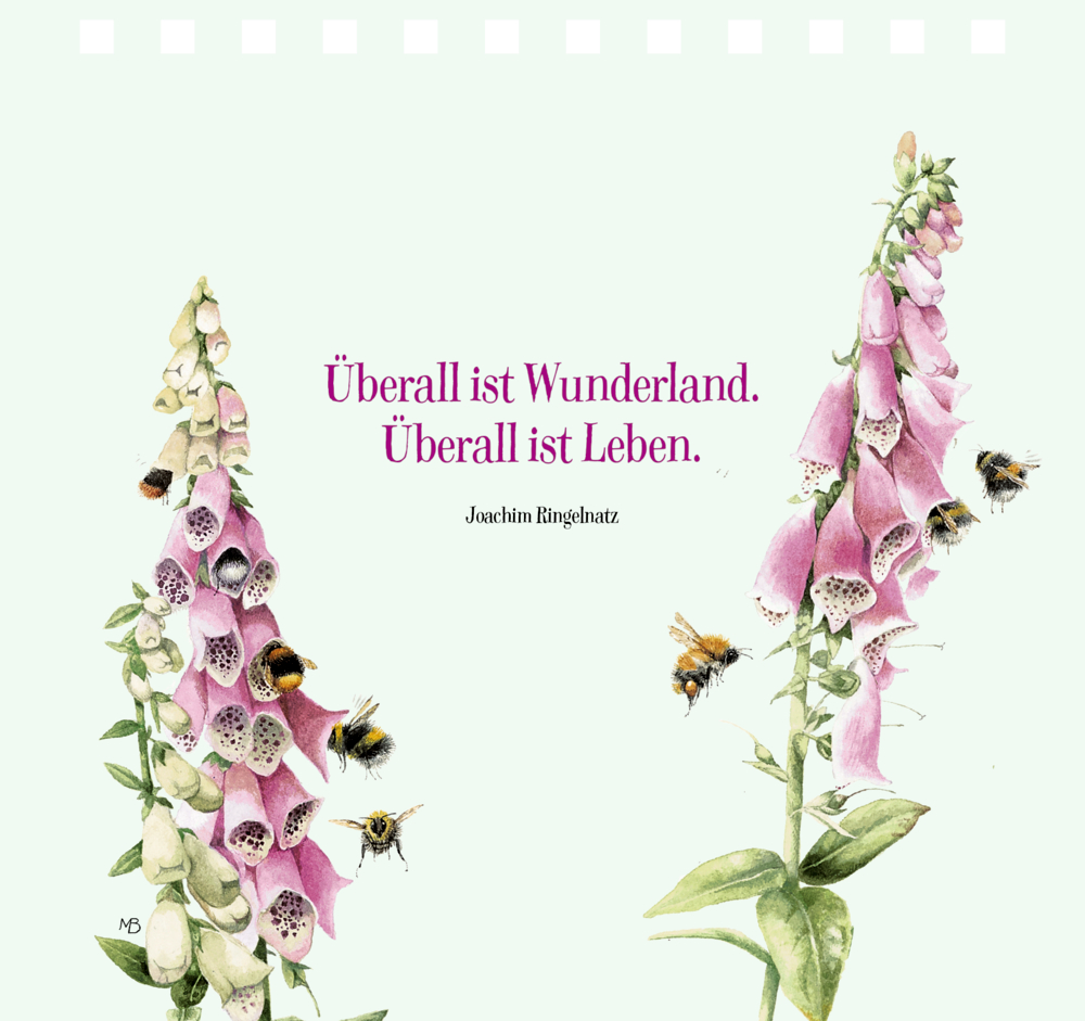 Zwei rosa Fingerhutblüten mit Bienen,  Zitat in der Mitte, helle Seite.