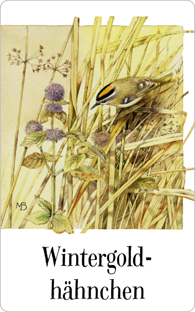 Ein kleiner Vogel mit gelbem Kopfstreifen sitzt im hohen Gras; Text: Wintergoldhähnchen.