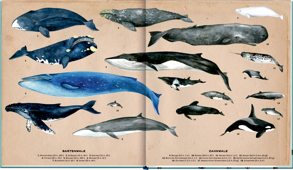 Die geheime Welt der Wale - Ein Sachbilderbuch