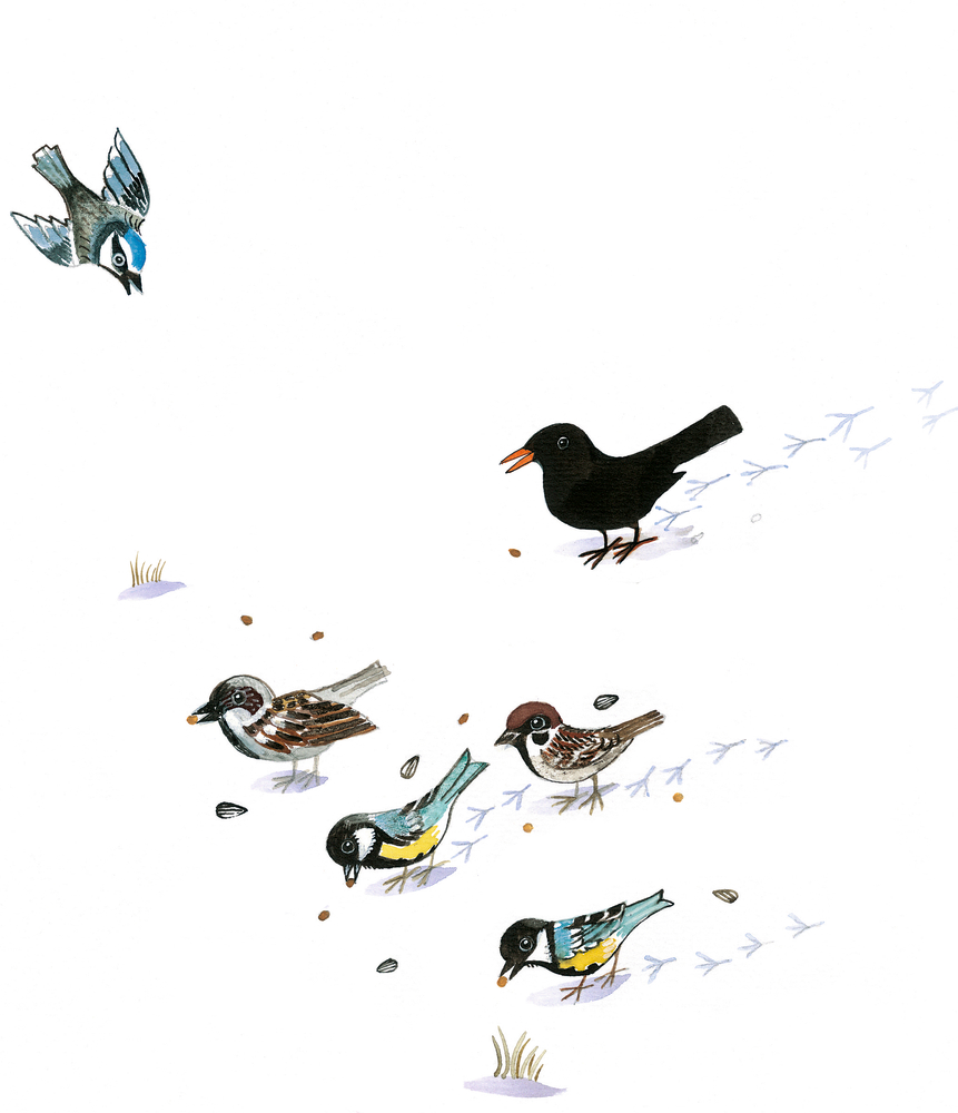 Fünf Vögel picken nach Samen auf dem Boden; ein weiterer fliegt vor einem weißen Hintergrund über ihnen.