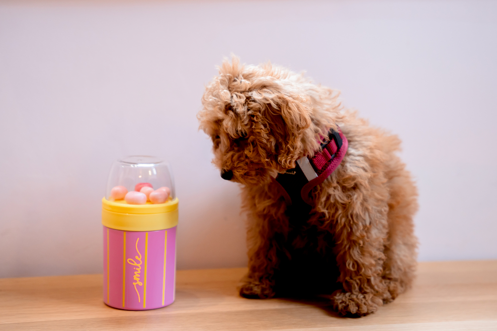 Ein brauner, flauschiger Welpe blickt auf eine rosa-gelben Lunchpot auf einer Holzoberfläche.