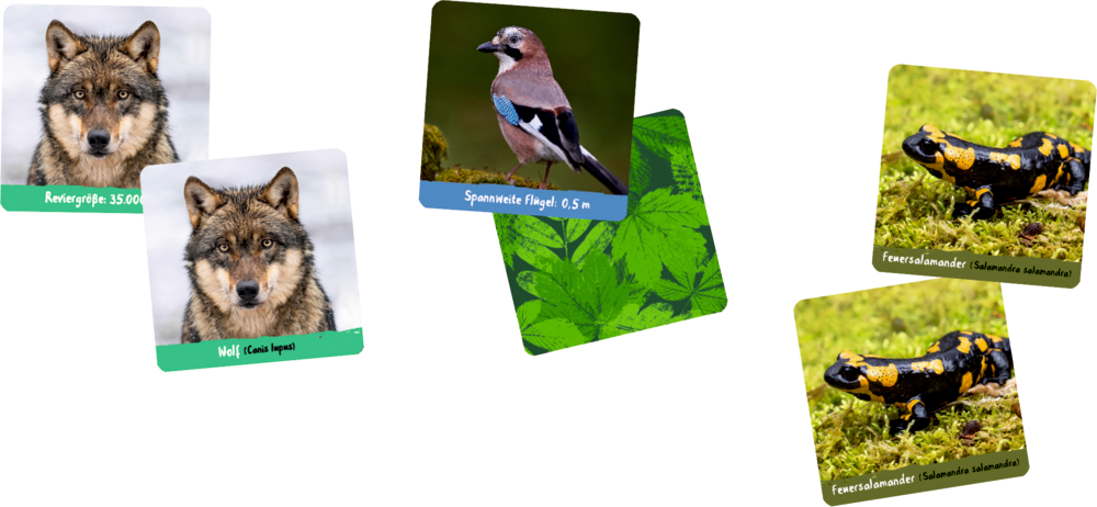 "Quadratische Karten mit Bildern eines Wolfes, eines Vogels und eines Feuersalamandern jew. in doppelter Ausführung. "