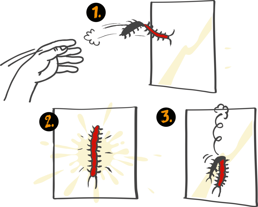 Eine Hand wirft einen Tausendfüßler gegen ein Fenster; er bleibt daran kleben und fällt langsam herunter, wobei er eine Spur hinterlässt.