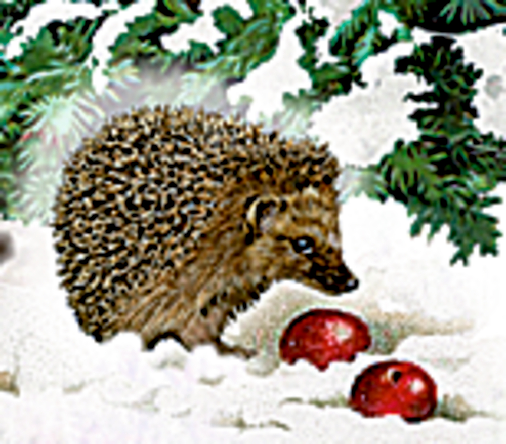 Ein Igel steht im Schnee neben zwei roten Äpfeln, über ihm hängen grüne Tannenzweige.