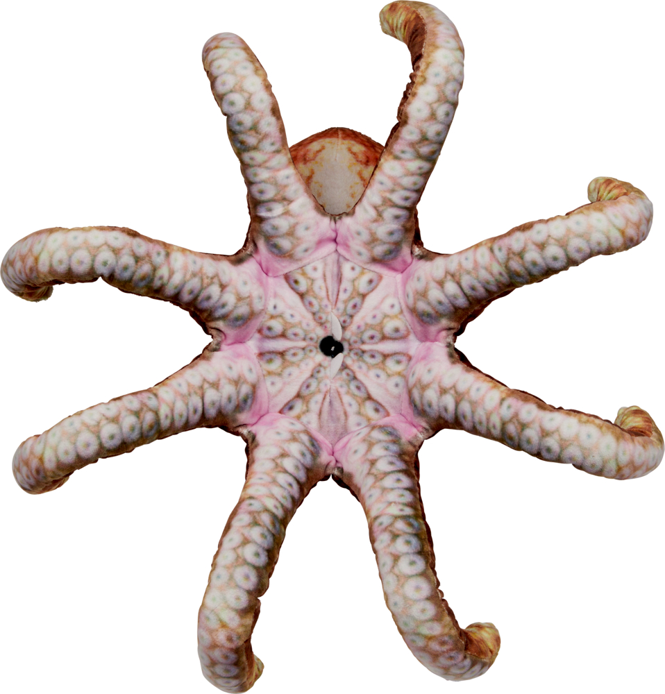 Unterseite eines Oktopus mit acht sichtbaren Armen und Saugnäpfen vor weißem Hintergrund.