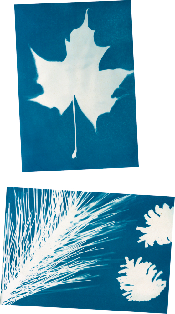 Sonnendruck verschiedener Naturmotive: Unter dem Motiv bleibt das Papier weiß, drum herum färbt sich das Papier blau.