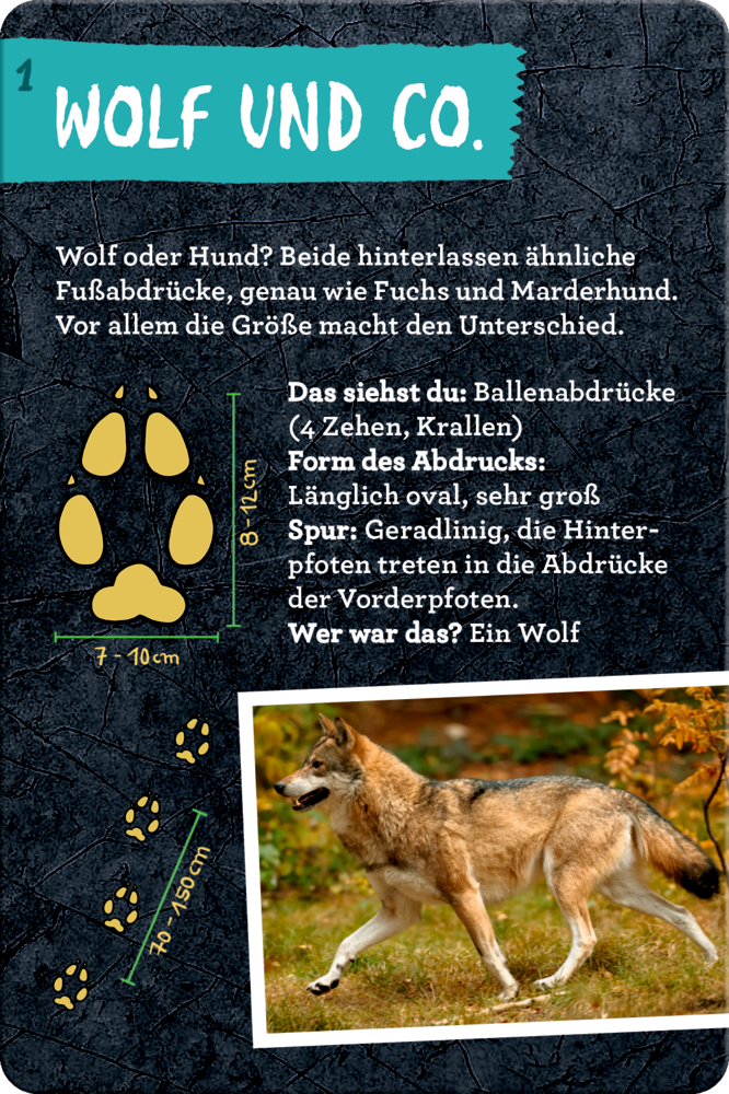 50 Tierspuren - Nature Zoom (Blechdose) 50 Tierspuren - Nature Zoom (Blechdose)