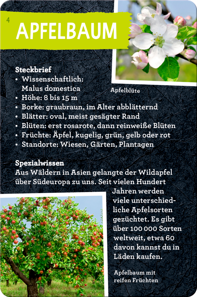 Oben ein grüner Apfelbaum mit weißen Blüten und unten ein Apfelbaum mit Äpfeln, auf einer Karte mit Informationen.