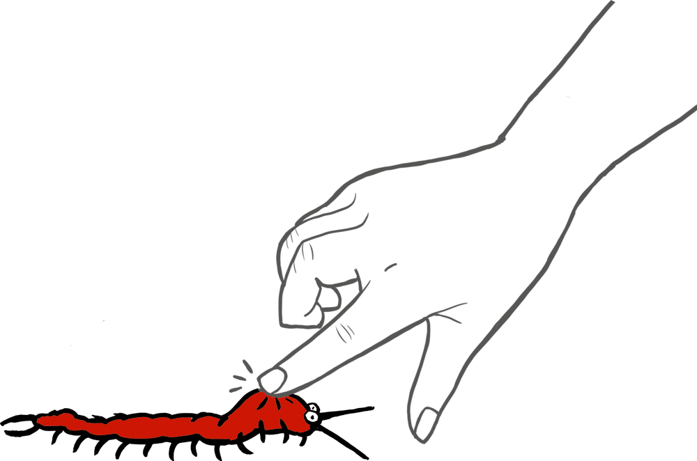 Eine Hand stupst einen roten Tausendfüßler an.