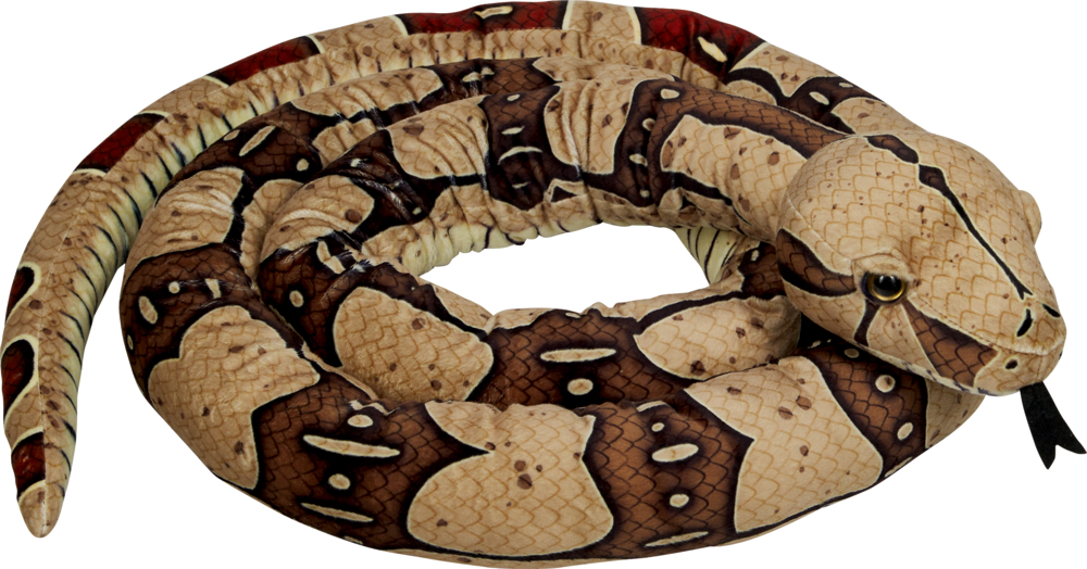 Boa constrictor - Nature Zoom Wild