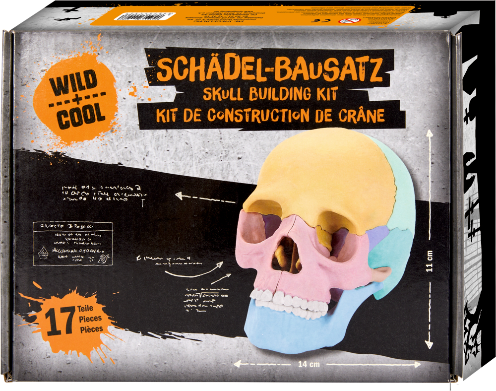 Schädel-Bausatz - Wild+Cool Graue Pappschachtel mit mehrfarbigem Schädelmodell.
