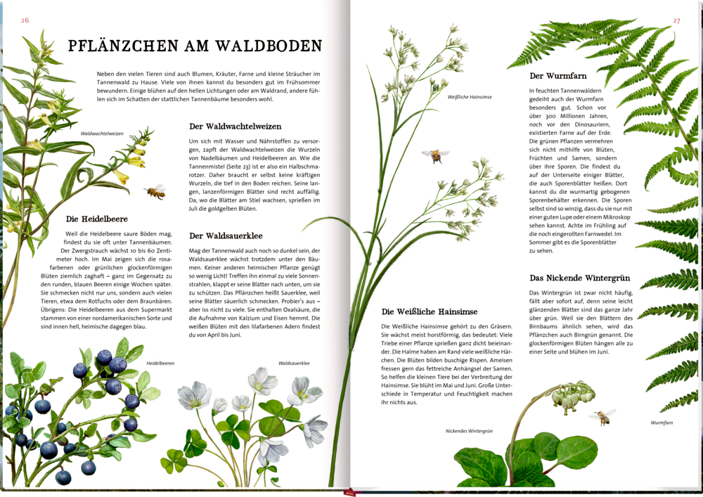 Abbildungen von kleinen Vögeln und einer Eule auf Tannenzweigen, jeweils mit Beschreibungen beschriftet auf der Doppelseite.