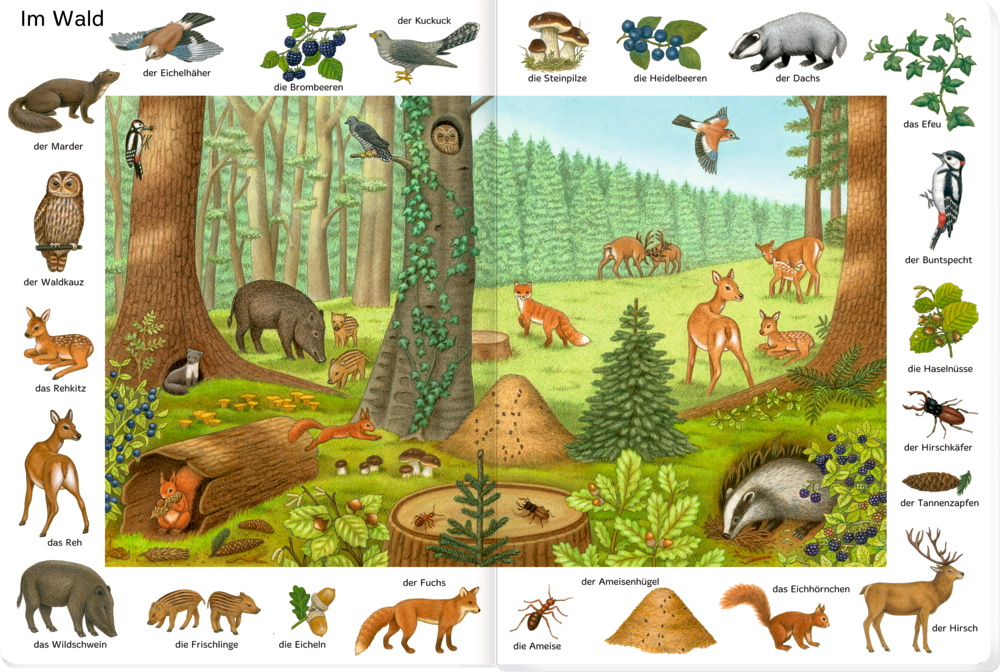Waldszene mit beschrifteten Tieren, Bäumen und Pflanzen in  Sprache, auf einer Doppelseite.