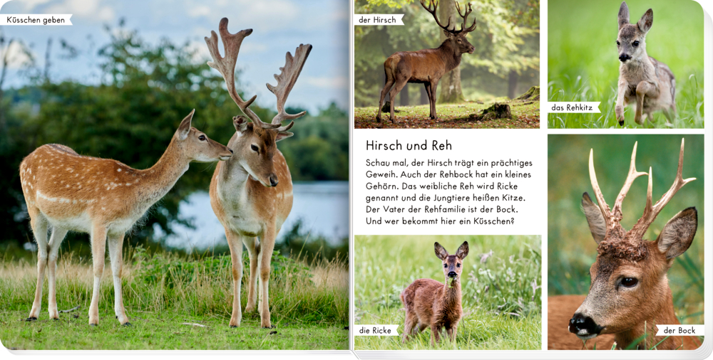 Zwei Hirsche kuscheln sich auf einer Wiese in der Nähe von Wasser links und rechts weitere Hirsch und Reh Arten auf der Seite mit einem erklärendem Text.