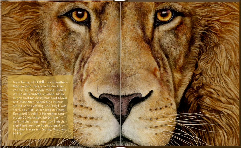 Nahaufnahme eines Löwengesichts mit Infotext