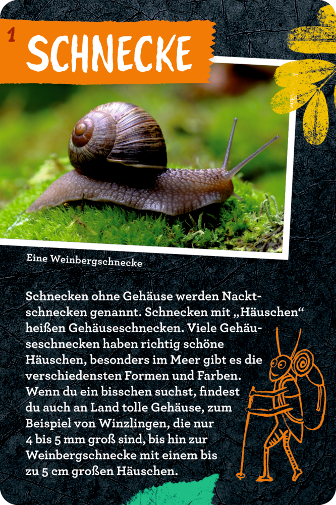 Eine braune Schnecke mit spiralförmigem Gehäuse kriecht auf grünem Moos auf einer Info-Karte.