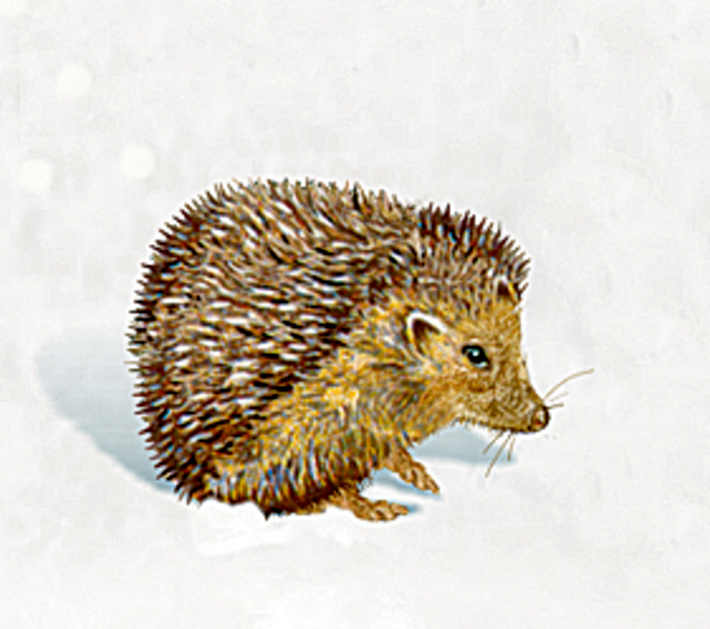 Kalendertürchen: Brauner Igel mit stacheligem Fell im weißen Schnee.