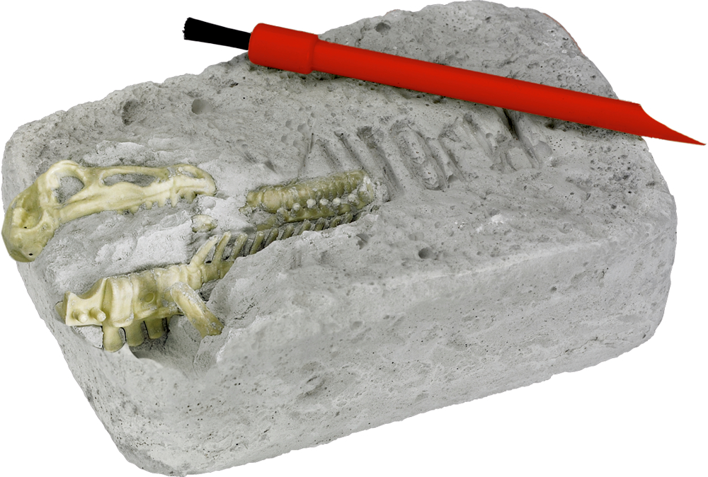 Rotes Grabwerkzeug und grauer Gipsblock mit herausschauendem Fossil.