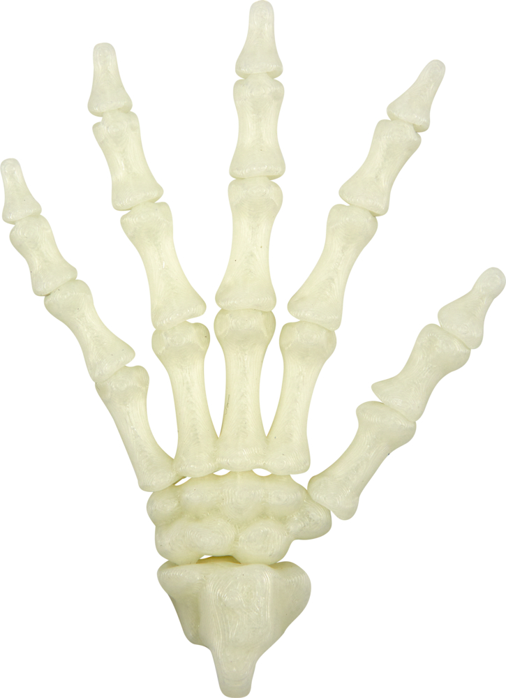 Ein Modell des menschlichen Handskeletts mit gespreizten Knochen, deutlich sichtbar auf weißem Hintergrund.