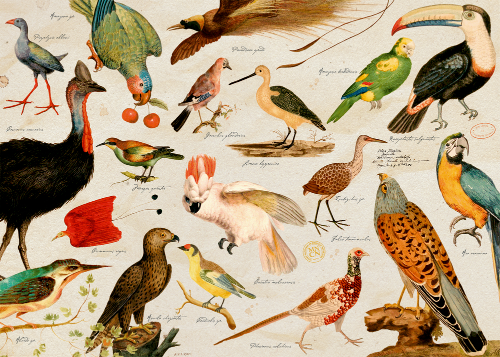 Puzzle Illustrierte Tierwelt (1000 Teile)