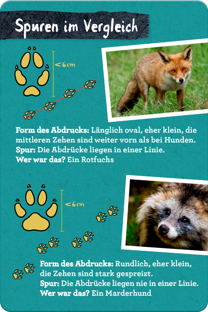 50 Tierspuren - Nature Zoom (Blechdose) 50 Tierspuren - Nature Zoom (Blechdose)