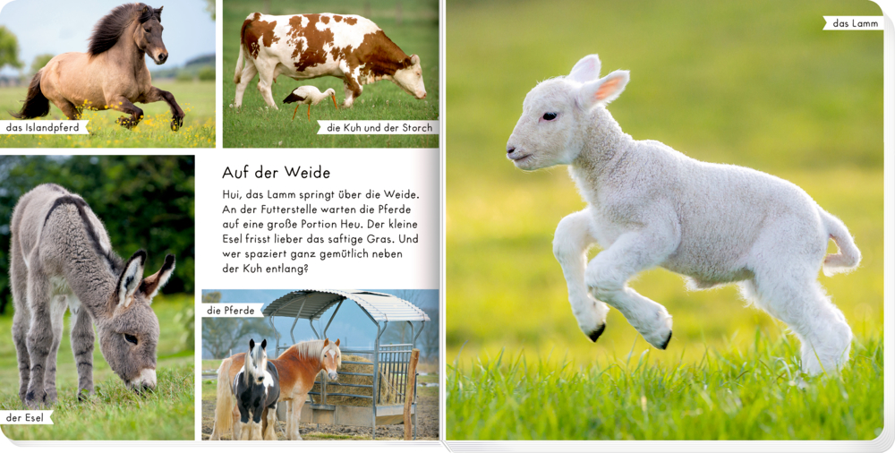 Ein Lamm tollt im Gras und links sind Fotos von Fohlen, Kalb, Esel und Pferden zu sehen, auf einer Doppelseite mit Text.