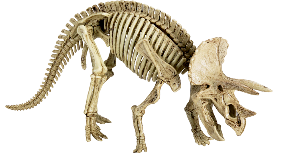 Fossiles Skelett eines Triceratops-Dinosauriers.
