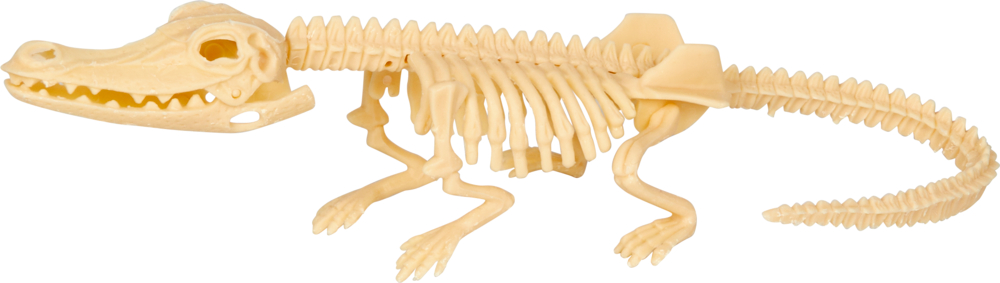 Seitenansicht eines Alligatorskelettmodells aus Kunststoff auf weißem Hintergrund.