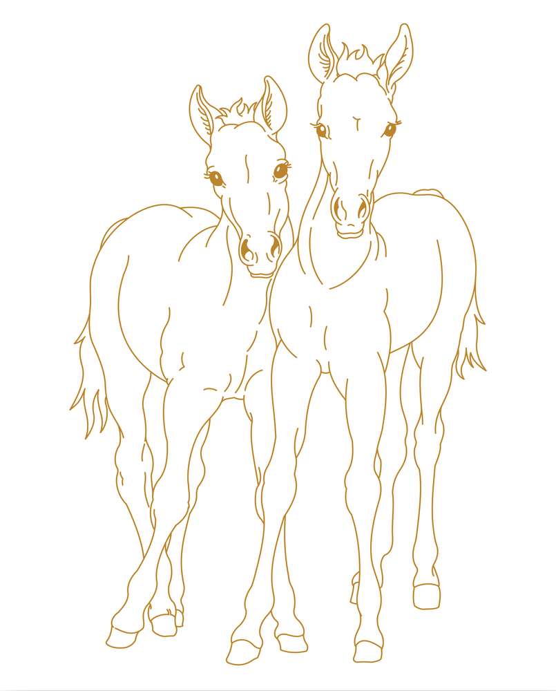 Zwei junge Pferde stehen nebeneinander, beide schauen nach vorne, Köpfe berühren sich.