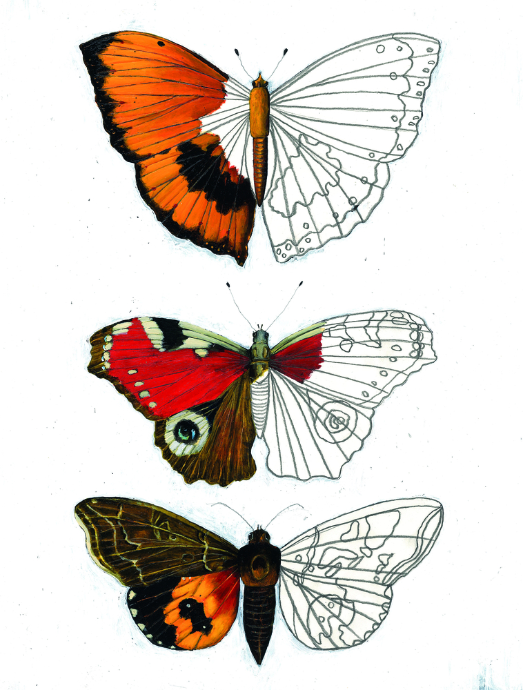 Es erscheinen drei Schmetterlinge, jeder mit einem farbigen Flügel und einem umrissenen, ungefärbten Flügel.