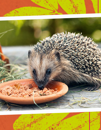 Ein kleiner Igel schaut in die Kamera und isst etwas aus einer kleinen Tonschale. Am oberen und unteren Bildrand sind grün und orangene Blättermuster zu sehen