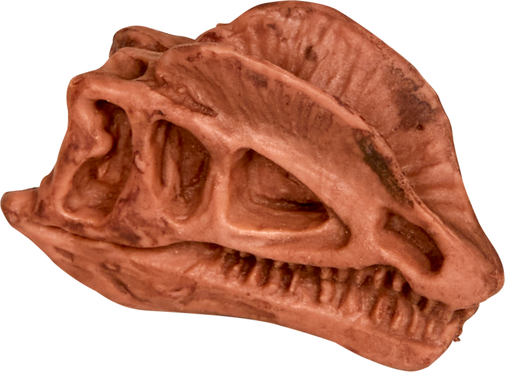 Dilophosaurus, Ausgrabungsset Dinosaurier-Schädel - T-Rex World